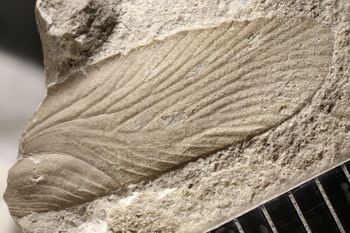 Media type: image;   Entomology PALE-10176